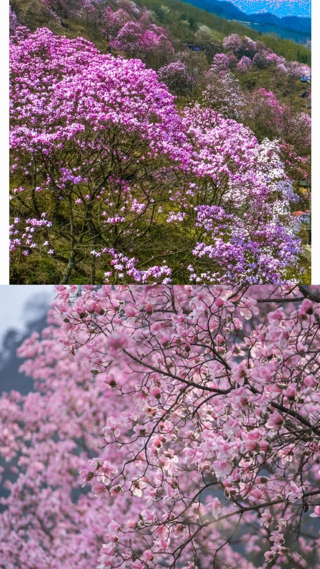 九皇山花溪辛夷花