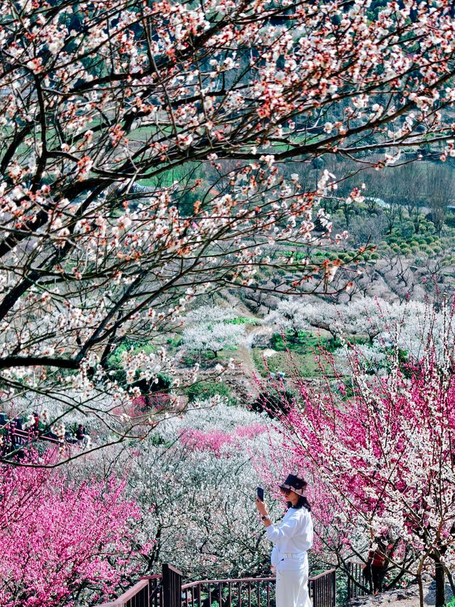 吉山梅園賞梅，蕭山古道徒步〡梅紅竹翠