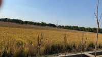 上海嘉北郊野公園嘅秋季遊記：金色稻田與田園風光