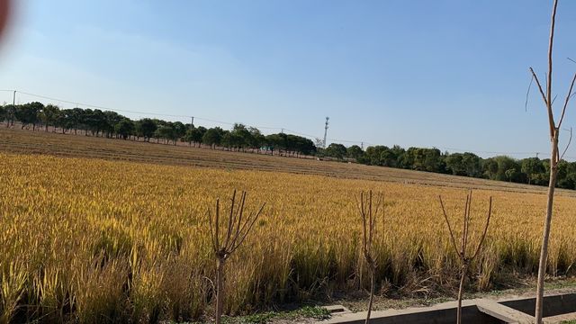 上海嘉北郊野公園嘅秋季遊記：金色稻田與田園風光