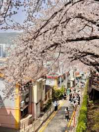 釜山櫻花🌸 根本拍不完，美到超現實！