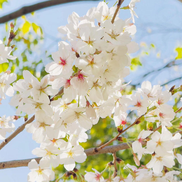 藏在市區的粉色浪漫🌸 西北湖廣場