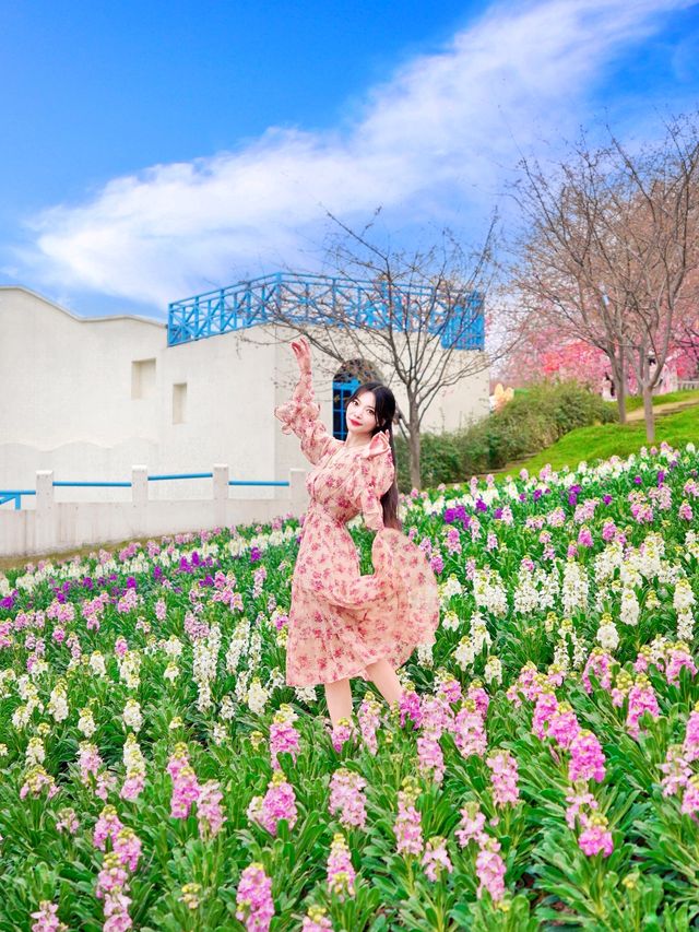 成都春日賞花天花板｜闖入漫畫裡的春天