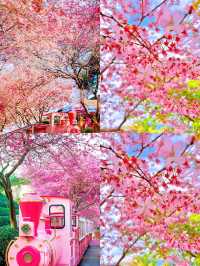 福建龍岩櫻花茶園賞花遊攻略