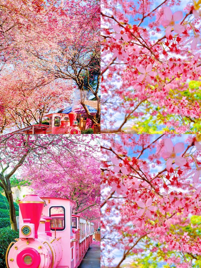 福建龍岩櫻花茶園賞花遊攻略