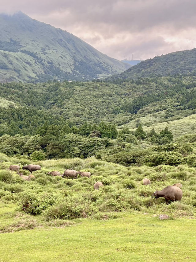 高山綠意與城市光影：擎天崗的自然探索與台北風情
