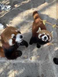 Stress-Free Travel Tips for Visiting Shanghai Wildlife Park During the New Year