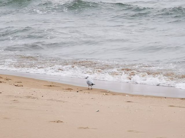 清明出行︱金夢海灣今日實況