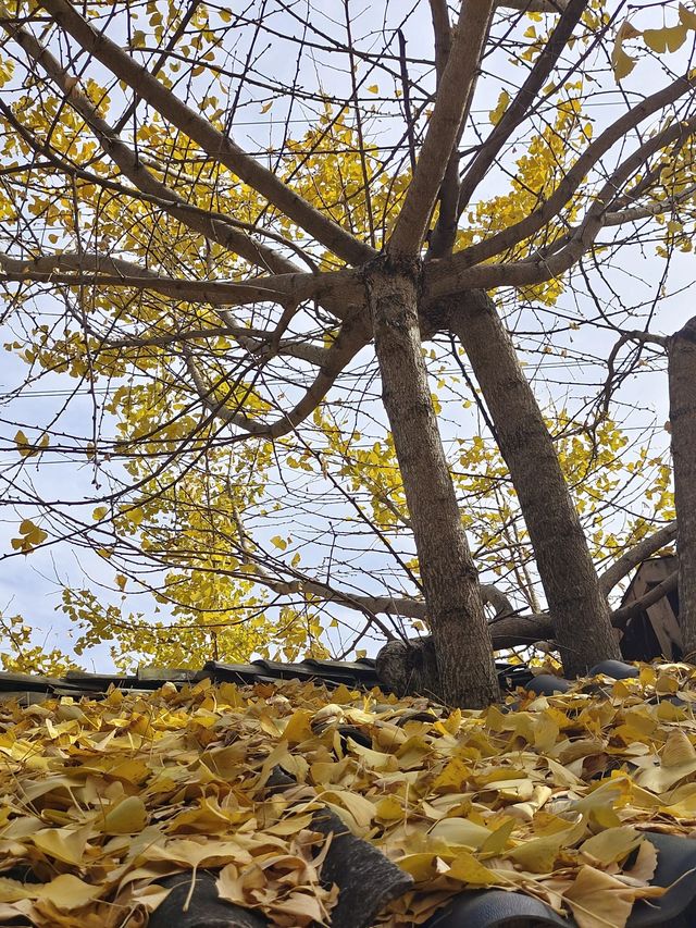 9日暢遊雲南昆明-芒市-瑞麗超詳細攻略 速來圍觀