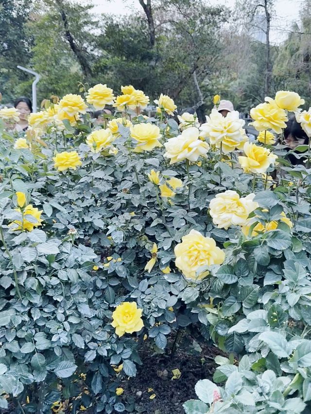 幫你哋踩過點！深圳人民公園最新實拍！