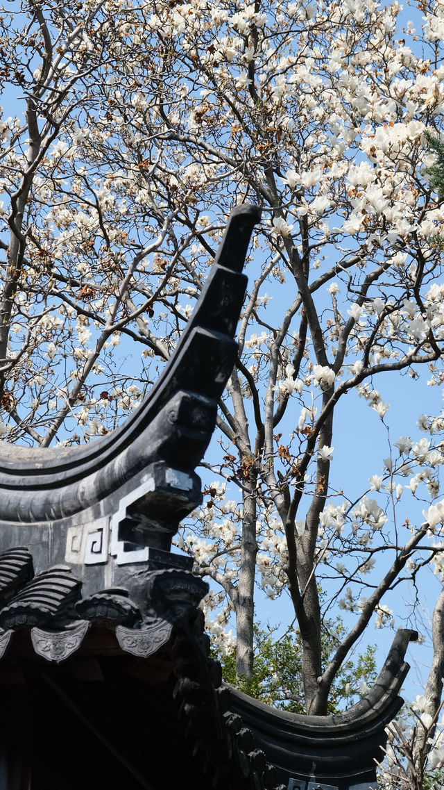盤點上海十大美景鬱金香公園之｜閘北公園