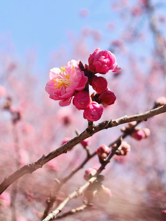 奧林匹克森林公園南園
