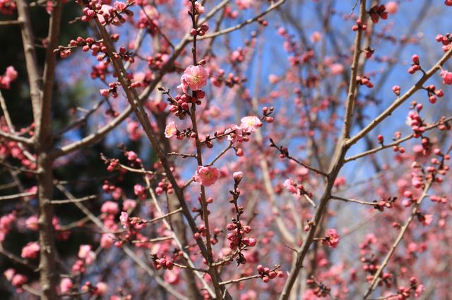 奧林匹克森林公園南園