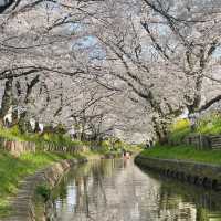 🇯🇵東京賞櫻倒計時！呢個賞櫻地我非推薦不可