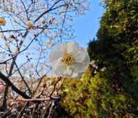 春日當然要去中山公園賞花啦