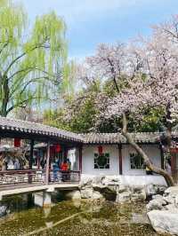 不是江南是北京紫竹院杏梅美到失語