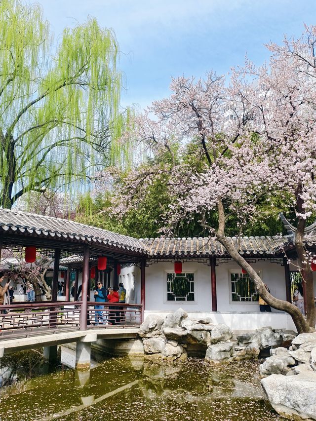 不是江南是北京紫竹院杏梅美到失語