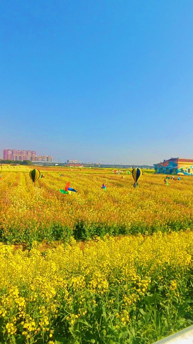 《南昌賞油菜花，最佳地點是哪裡？》