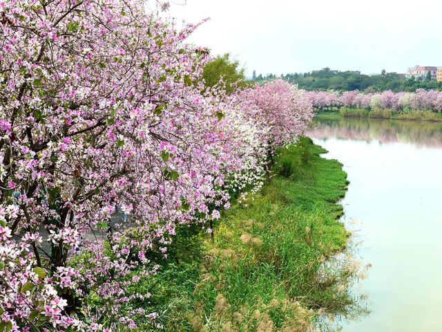 海珠濕地公園，超級治愈的自然氧吧✨