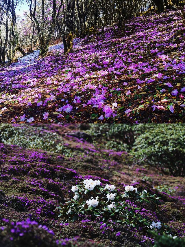 赴一場杜鵑花海|轎子雪山嘅反季浪漫