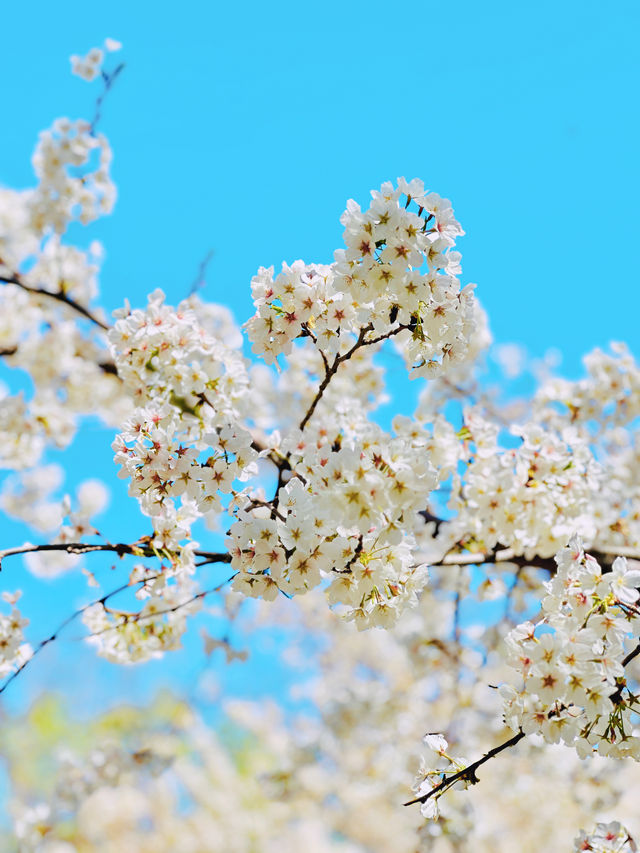 最美櫻花季｜唔使去東京，喺北京玉淵潭都有得睇
