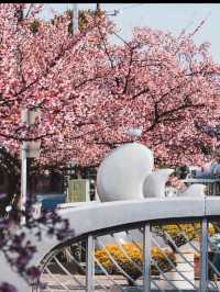 日本賞櫻🌸多條路線攻略請收好