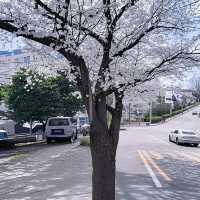 釜山追櫻奇遇，邂逅動漫同款浪漫🌸