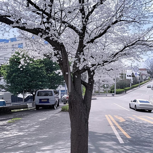 釜山追櫻奇遇，邂逅動漫同款浪漫🌸