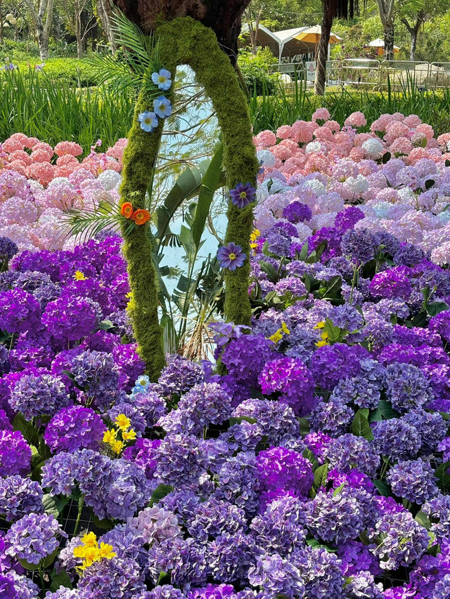 🌷珠海 | 城市客廳驚現夢幻花海鹿境