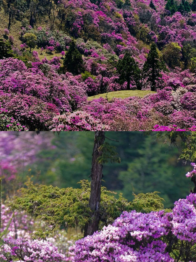 沙溪古鎮慢生活哲學和獨特玩法