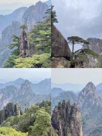 黃山一日精華攻略 | 觀賞雲海奇松全指南