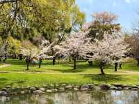 【北海道｜怎樣在北海道札幌赴一場櫻花盛宴 🌸 意外的櫻花驚喜】