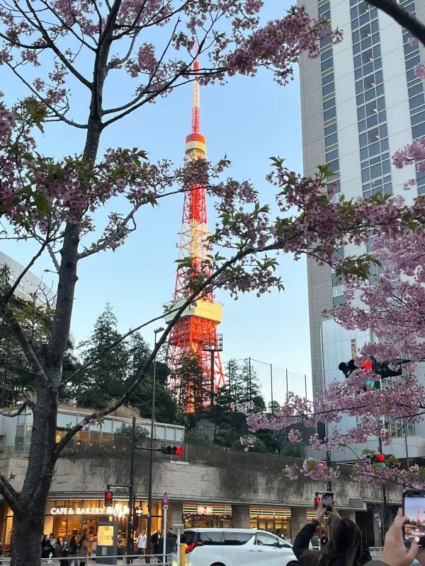 東京タワー🗼美しい早咲きの桜🌸
