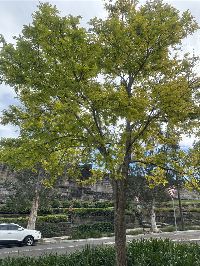悉尼鬧市秘境-Paddington花園