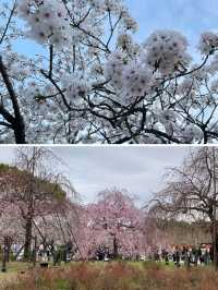 名古屋賞櫻～很多人都不知道的這幾處小眾賞櫻地真是太美了！