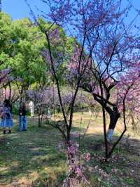 杭州清河坊街春日桃花季｜一秒墜入粉色浪漫