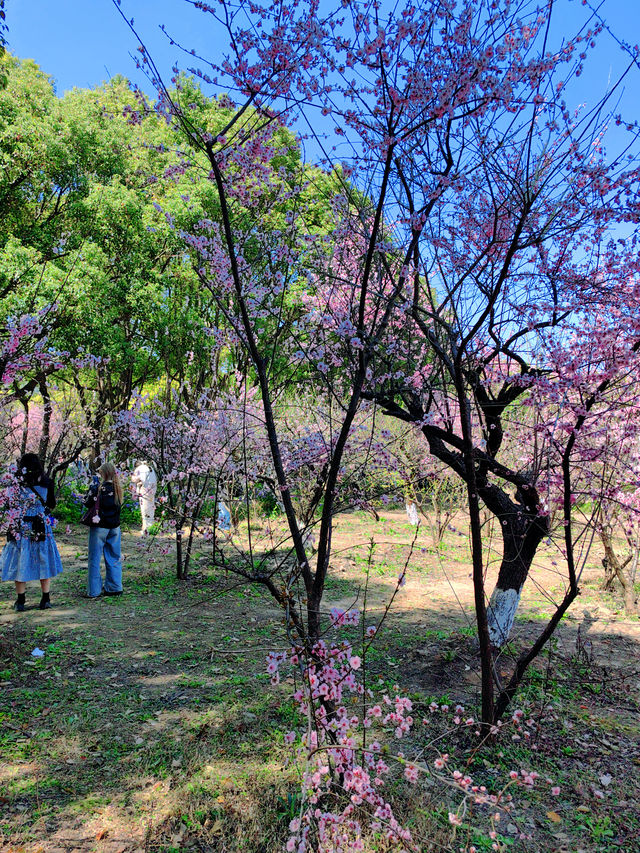 杭州清河坊街春日桃花季｜一秒墜入粉色浪漫