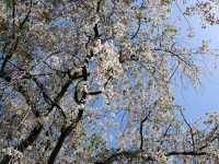 🌸京都御苑4月下旬的櫻花盛宴🌸