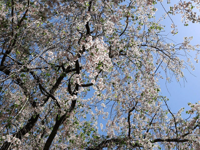 🌸京都御苑4月下旬的櫻花盛宴🌸