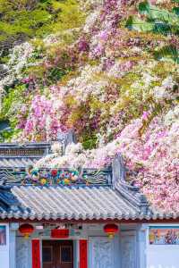 賞花遊地鐵直達丨深圳人嘅浪漫DNA動了