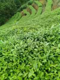 🌱踏入人間綠寶石！漳州茶山