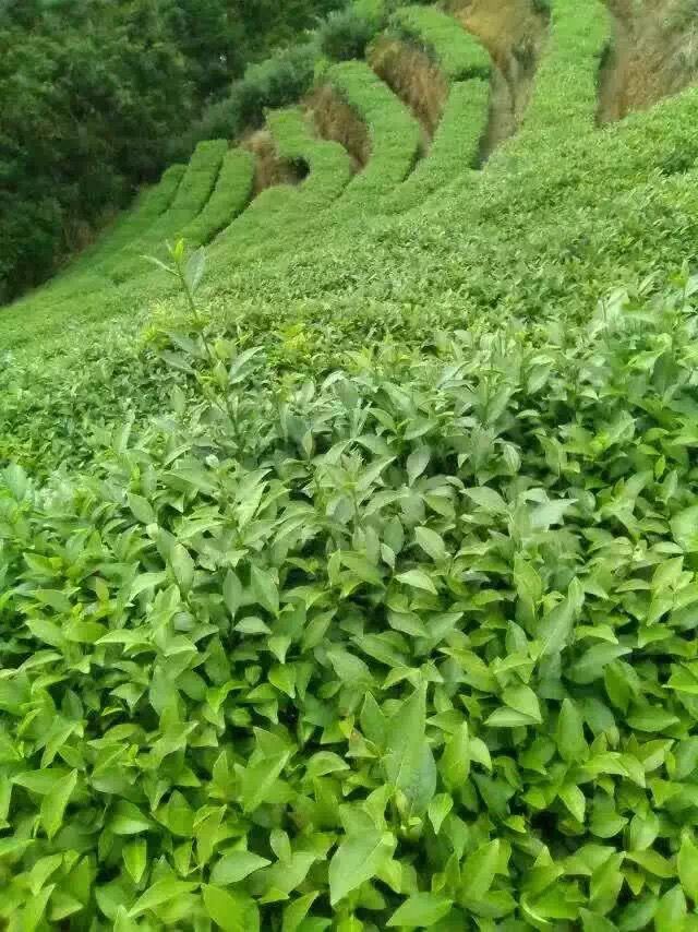 🌱踏入人間綠寶石！漳州茶山