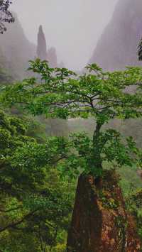 雨中漫步莽山：霧靄深處的奇幻仙蹤