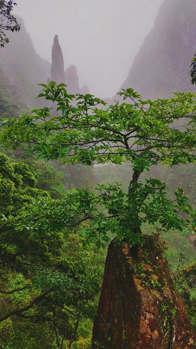 雨中漫步莽山：霧靄深處的奇幻仙蹤