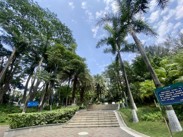 ☀️陽光下的沙井公園🌴✨城市中自然綠洲