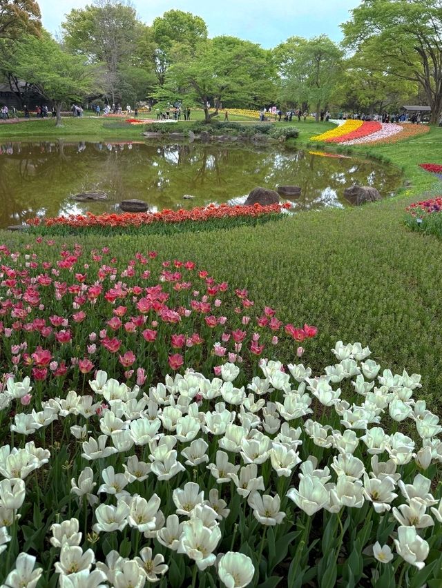 東京國營昭和紀念公園交通全攻略：奔赴萬株花海的愜意之旅