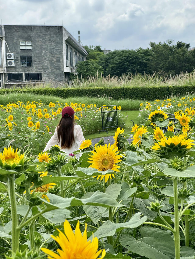救命🆘廣州竟藏著現實版「陽光花田」！地鐵直達的向日葵花海美到窒息🌻不用遠赴郊區，下車就能擁抱整片燦爛夏天！