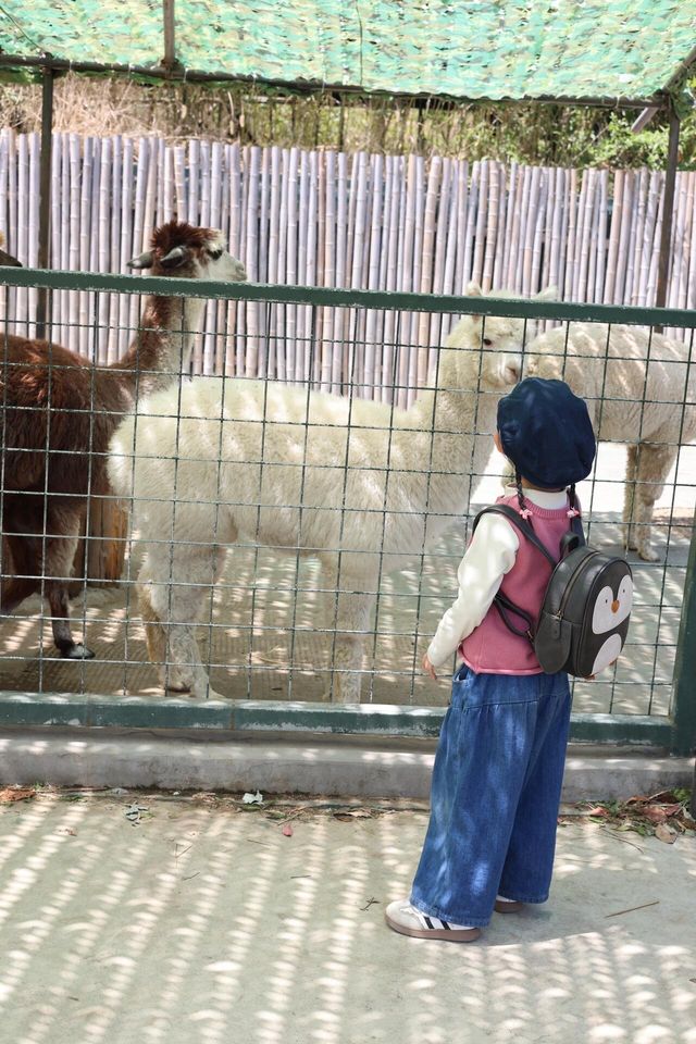 懶人式湊仔好去處——紫清湖旅遊區 懶人式湊仔好去處——紫清湖旅遊區