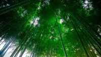 讓世界看到東方美
讓世界看到東方美-杭州「醒來藝術空間」