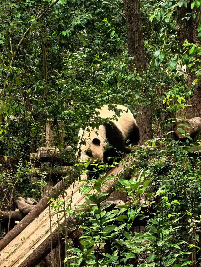 成都大熊貓繁育研究基地遊覽攻略